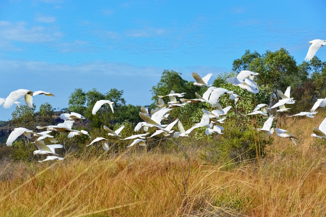 white birds flying over the green grass during daytime