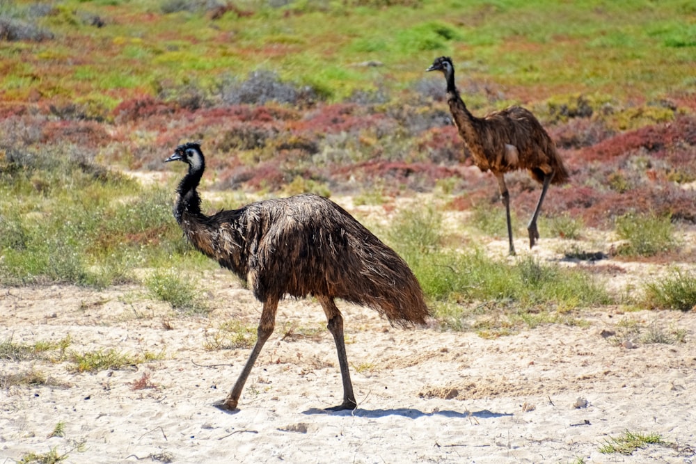 black and brown ostrich walking on brown sand during daytime