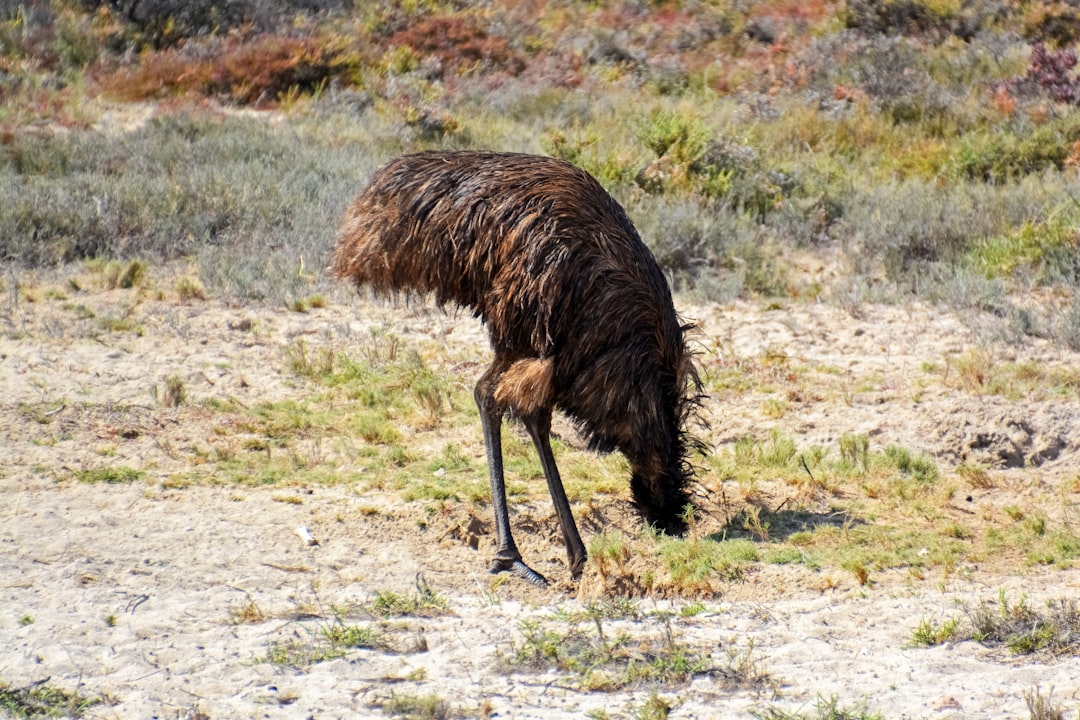 brown and black ostrich on green grass field during daytime
