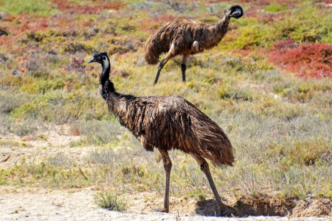 brown ostrich on green grass field during daytime