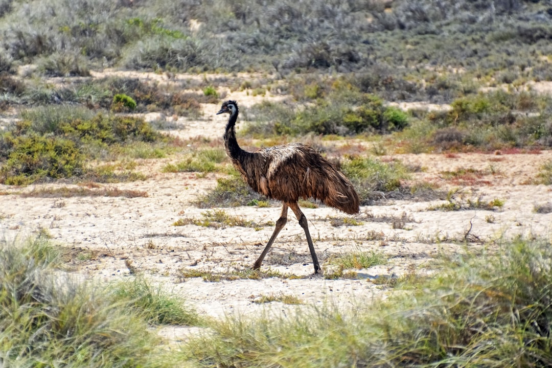 brown ostrich walking on brown field during daytime