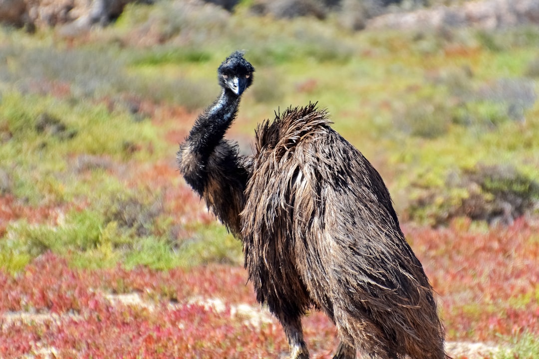 black ostrich on green grass field during daytime