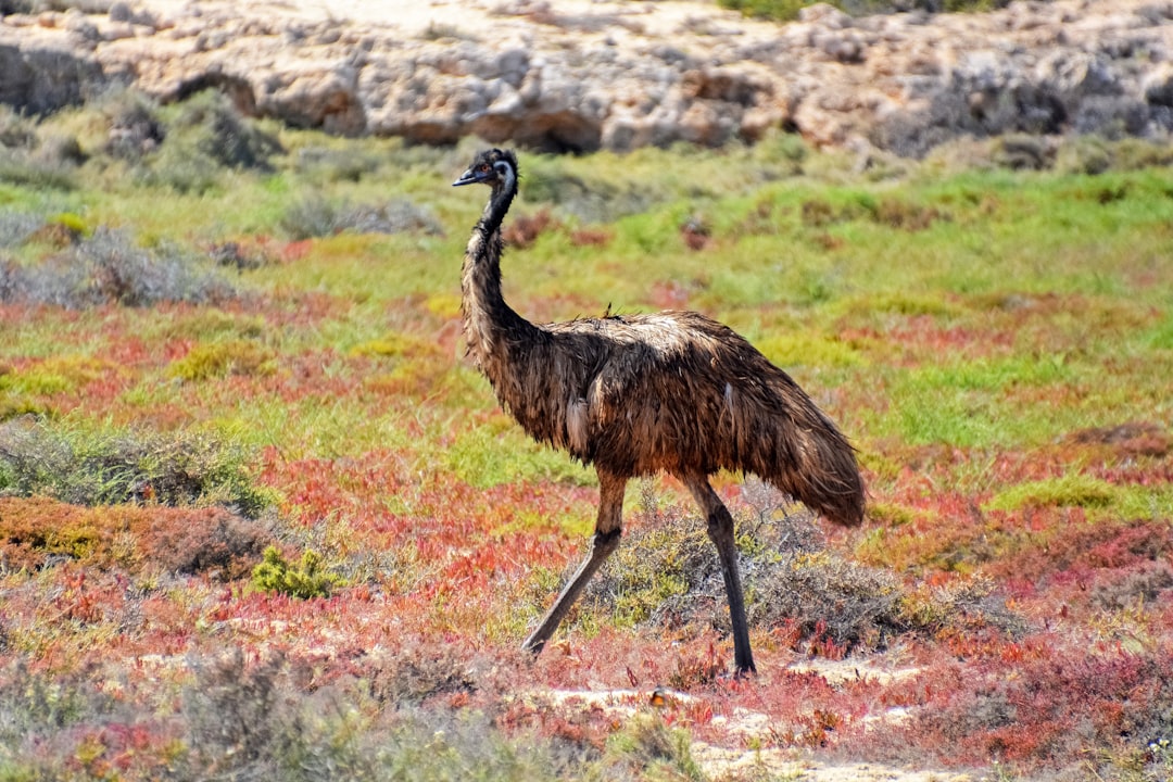 black long beak bird on green grass field during daytime