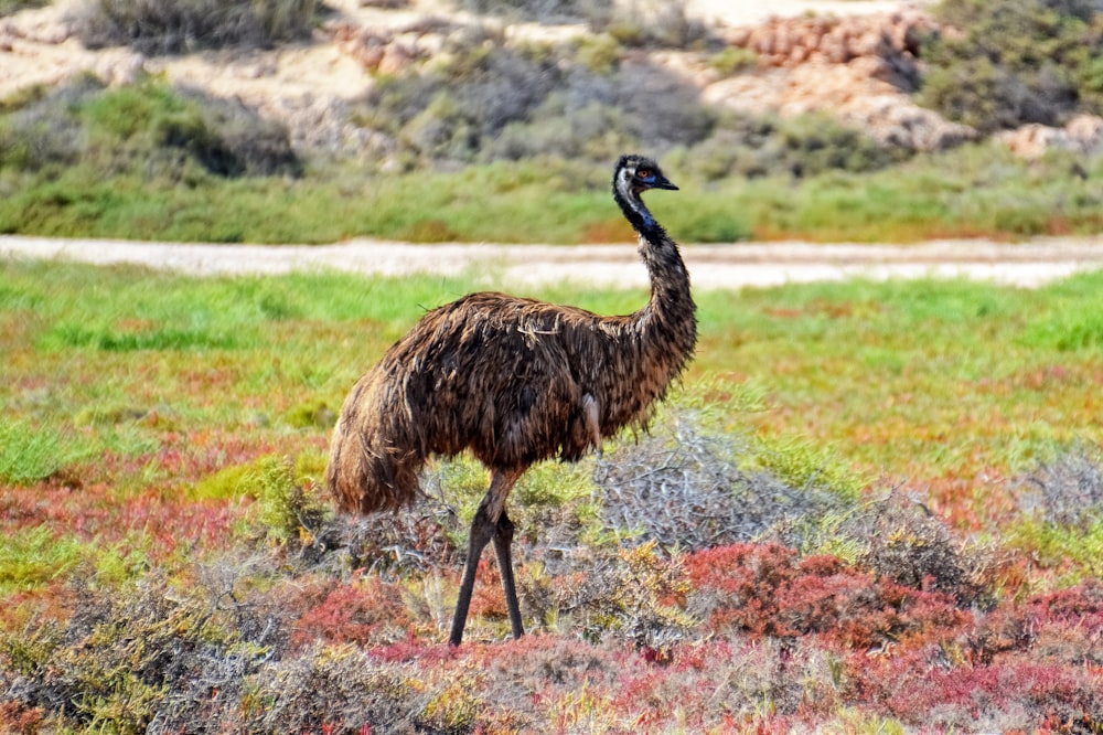 black ostrich on green grass field during daytime