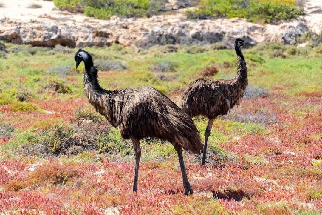 black ostrich on green grass field during daytime