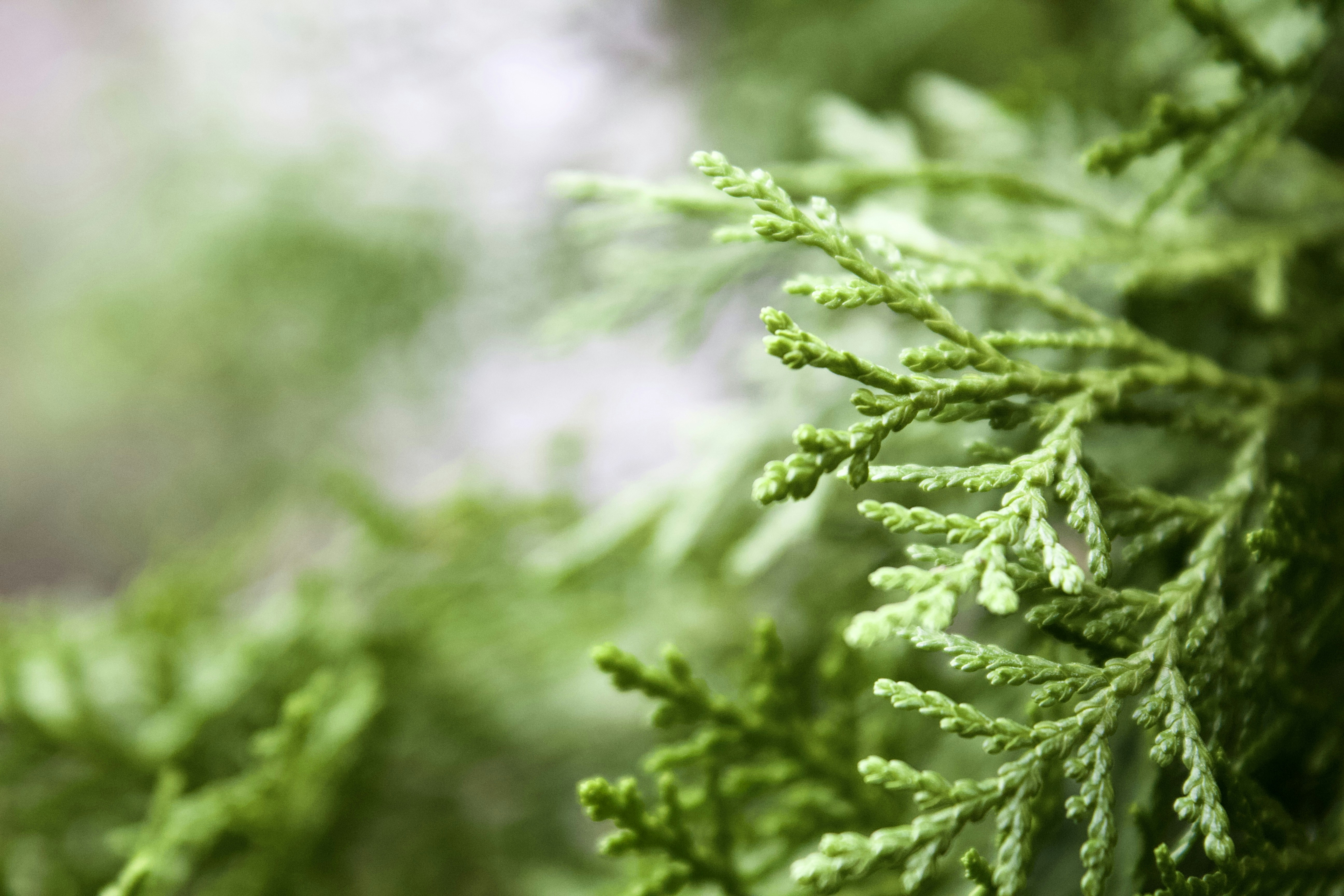 Photo by priscillaphilip