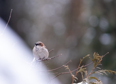white and brown bird on brown tree branch