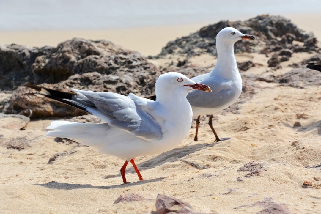 white and black bird on brown sand during daytime