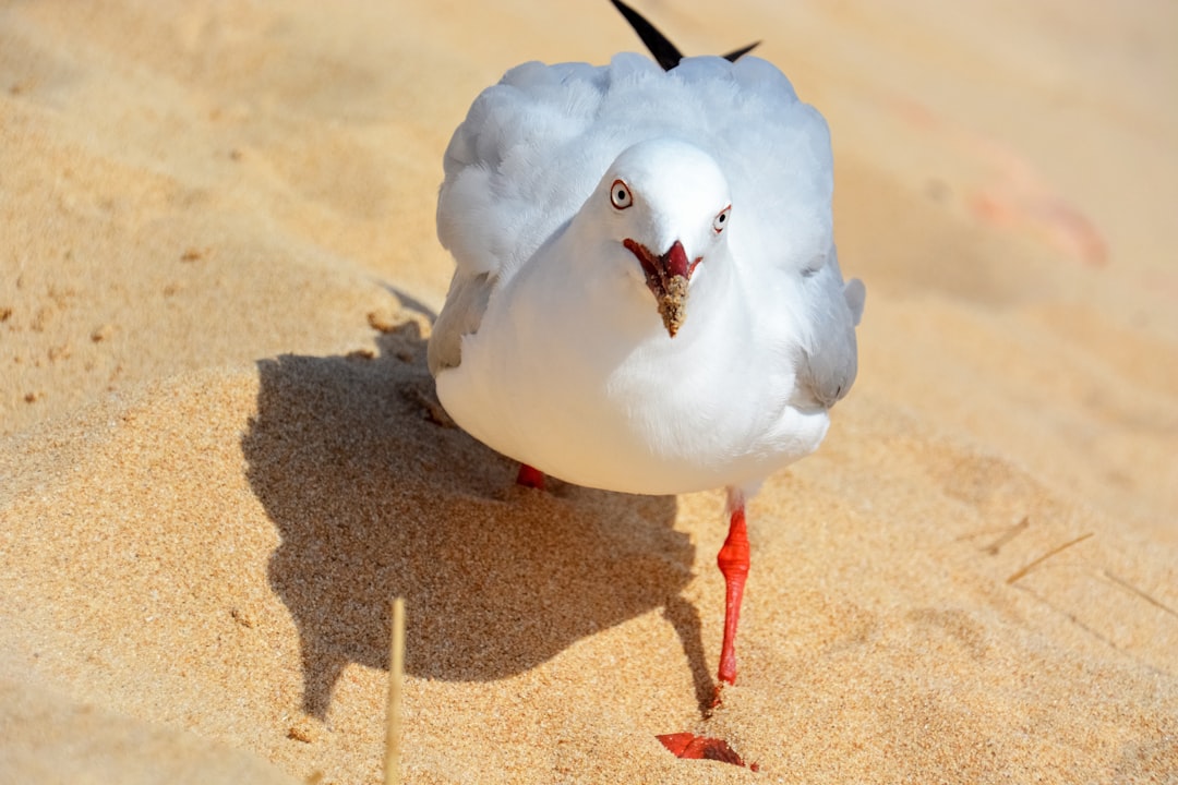 white bird on brown sand during daytime