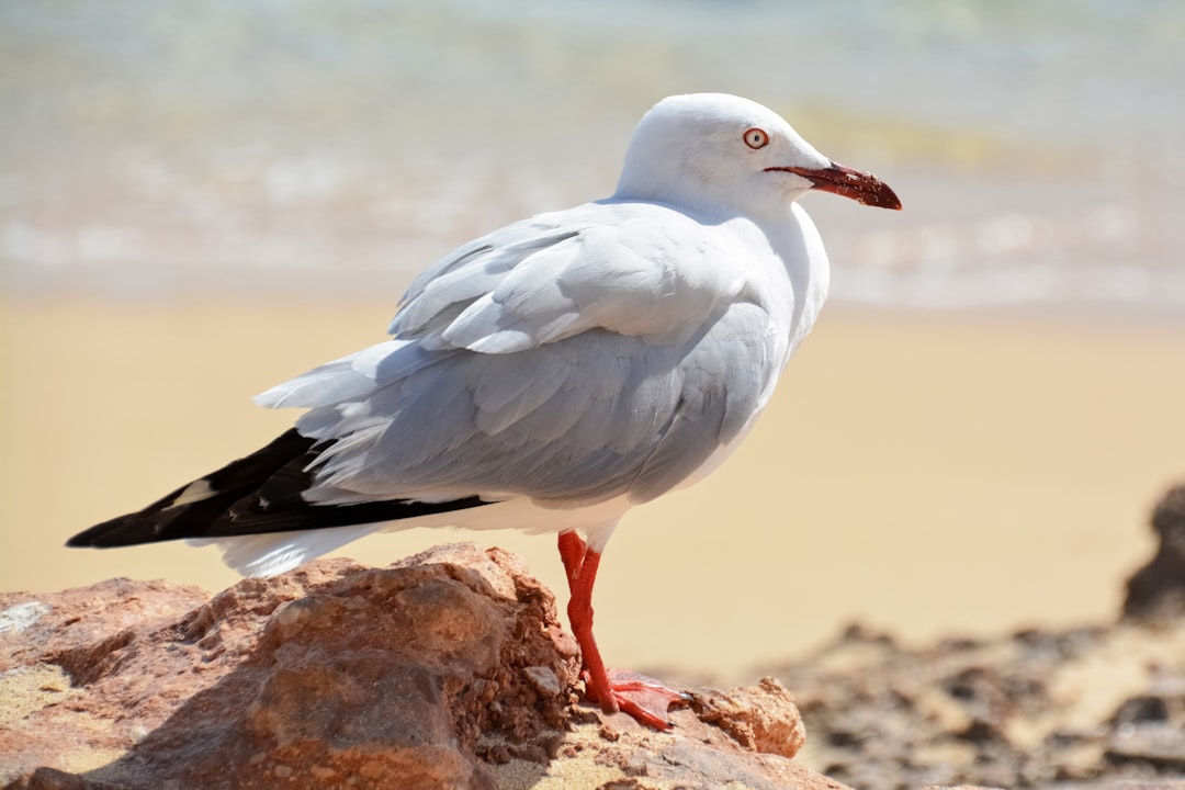 white and black bird on brown rock