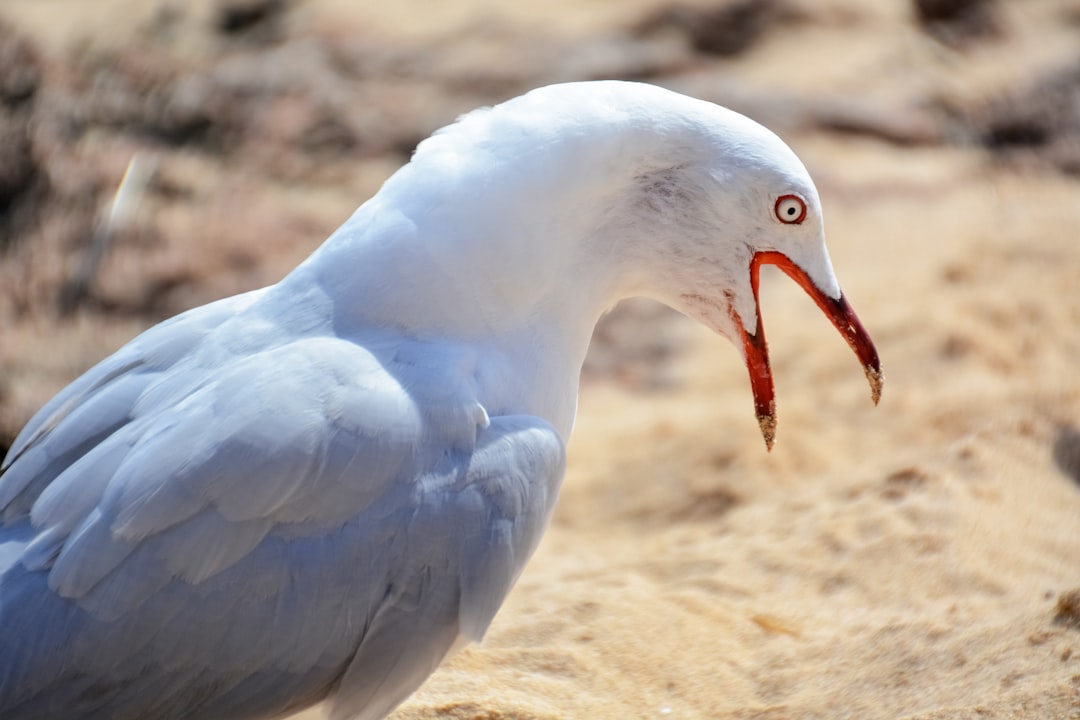 white bird on brown sand during daytime