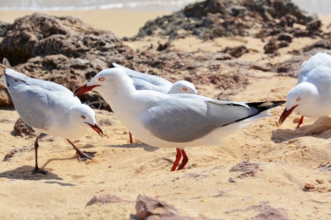 white and black bird on brown sand during daytime