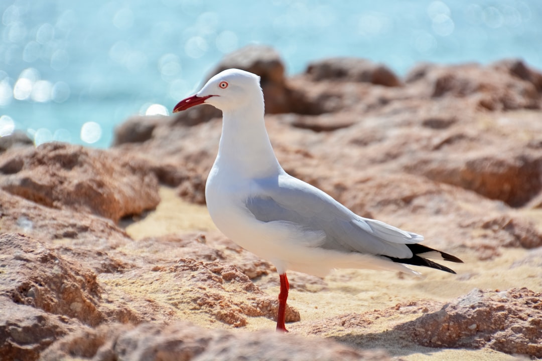 white and black bird on brown rock