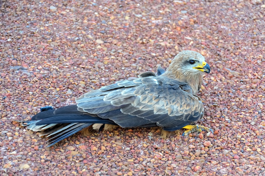 brown and gray bird on brown and green leaves