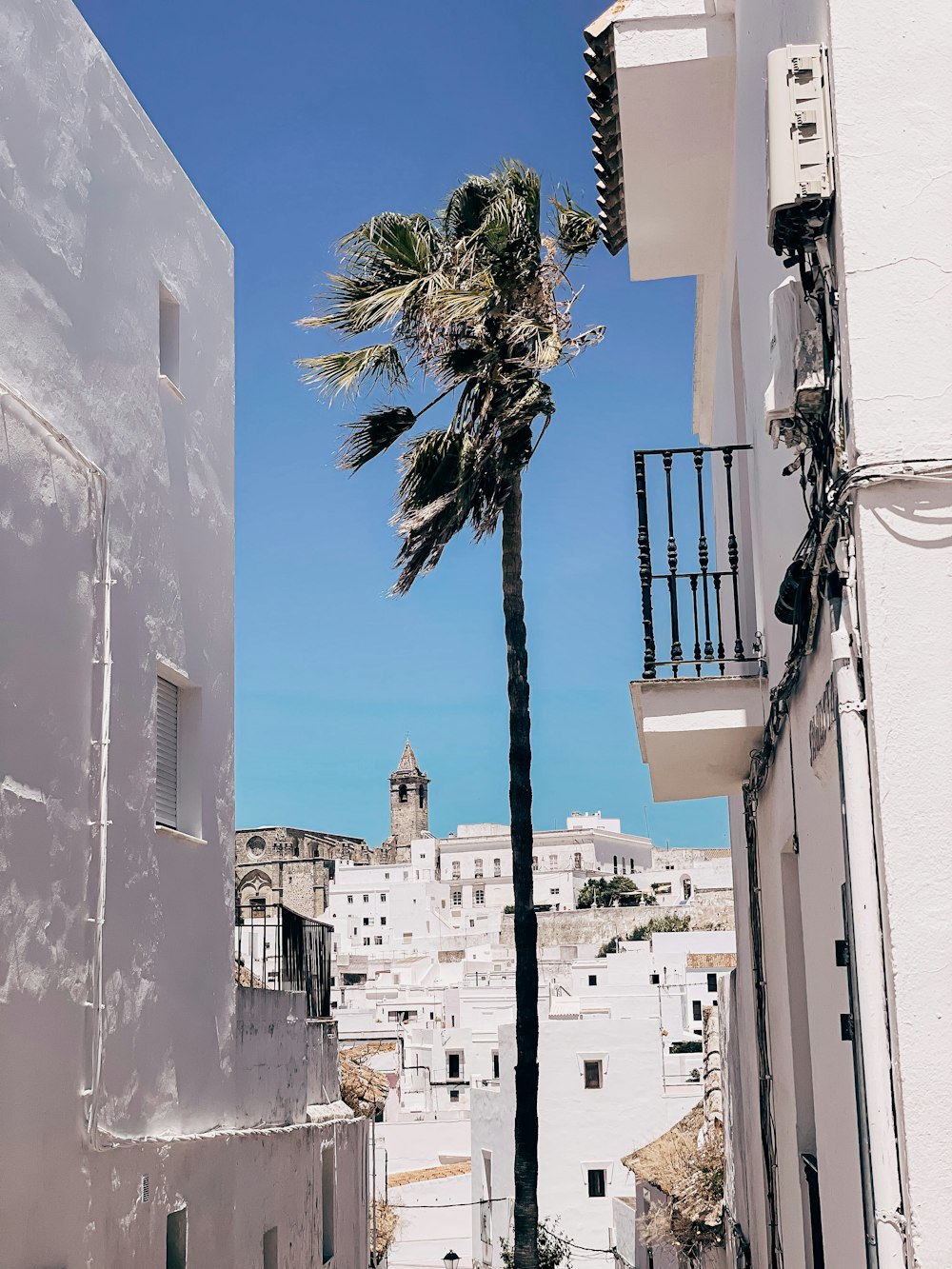 palm tree near white concrete building during daytime