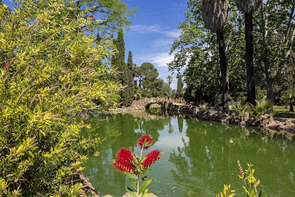 arbres verts au bord d’un plan d’eau pendant la journée