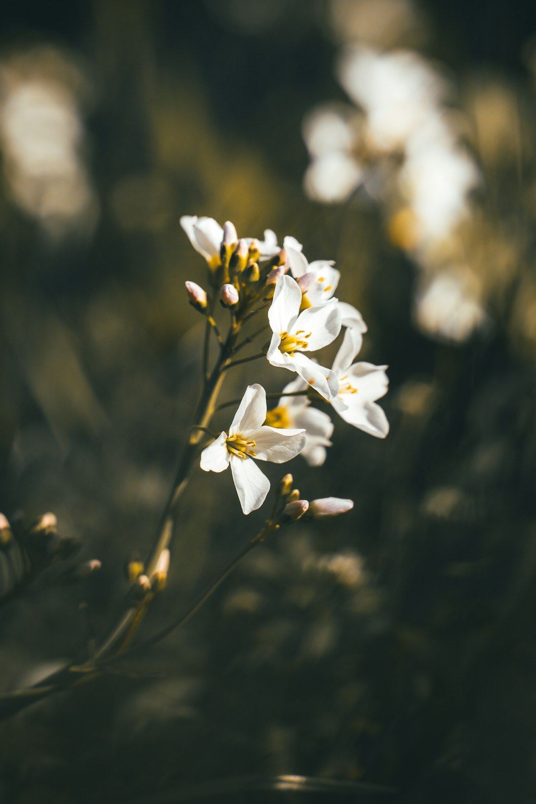 white flower in tilt shift lens