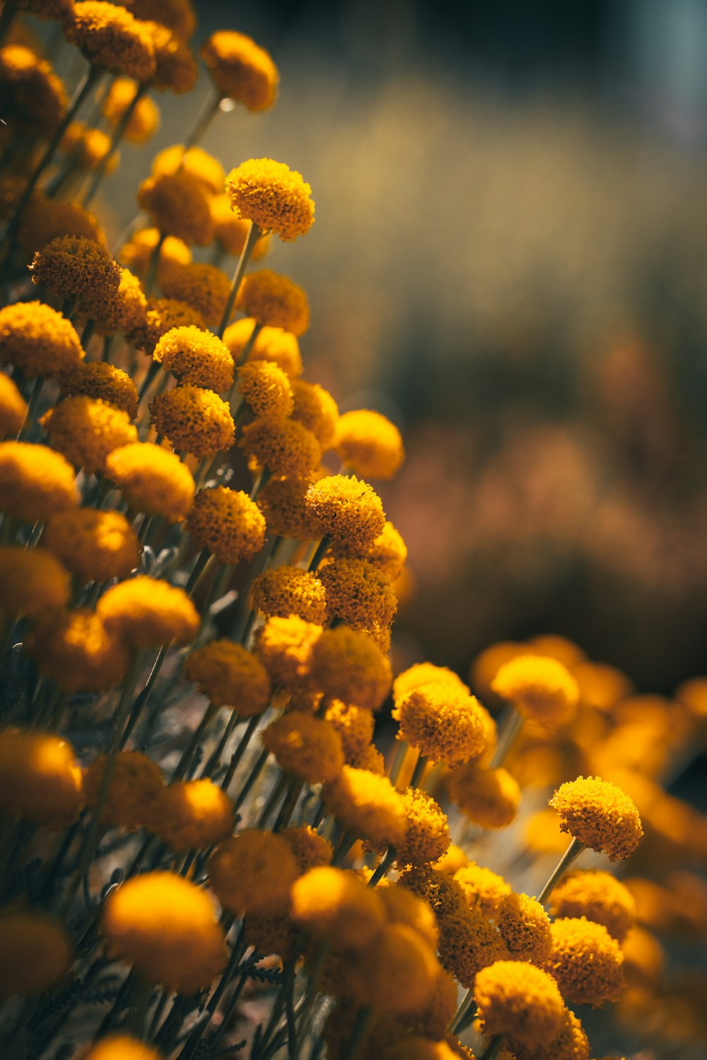 yellow flower buds in tilt shift lens