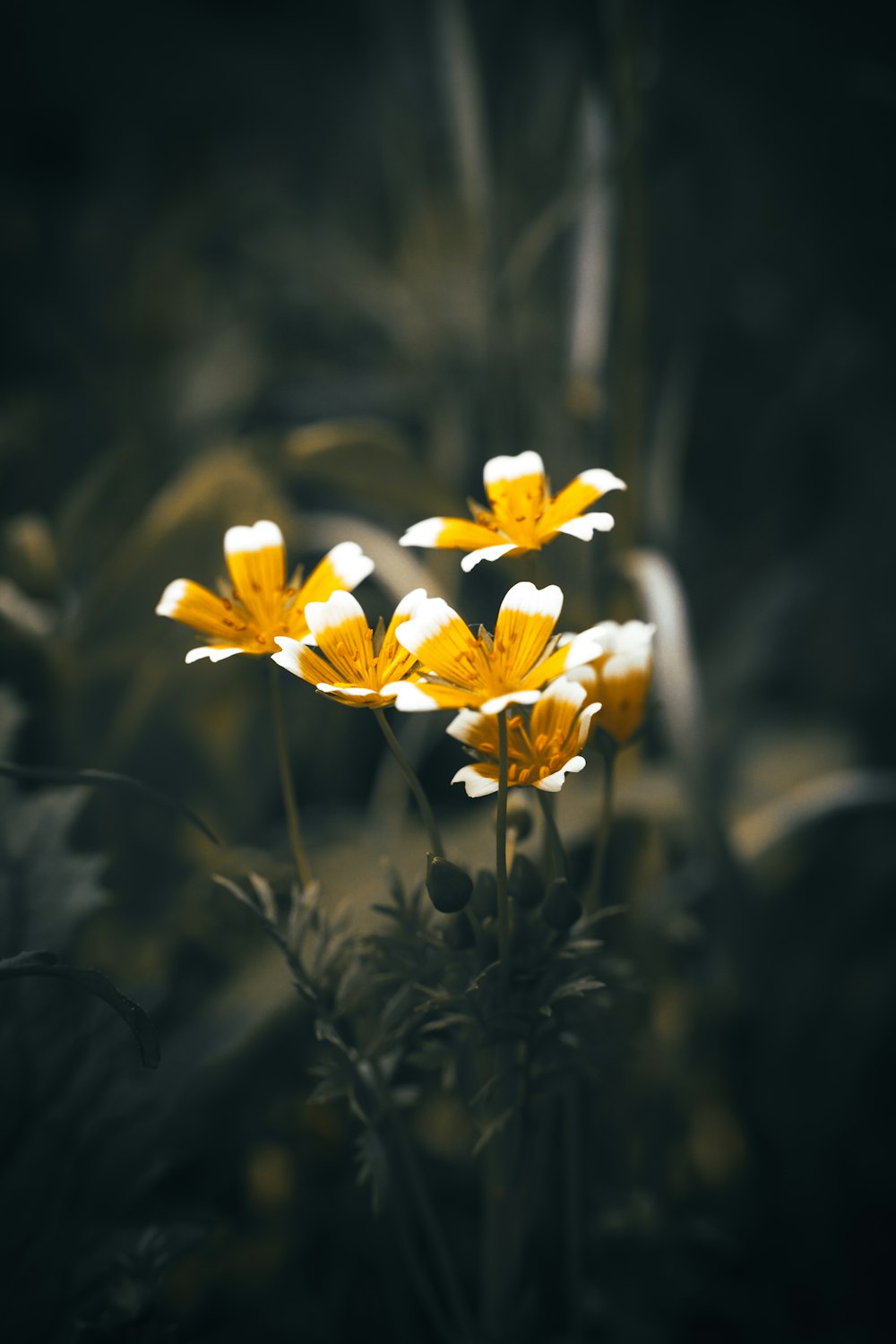 yellow flower in tilt shift lens