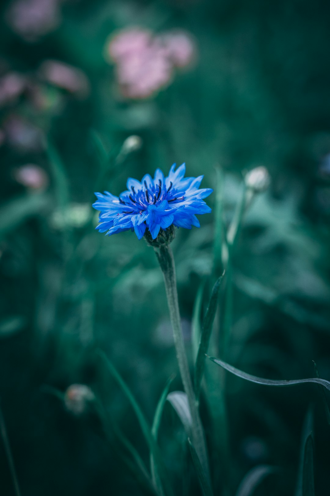 blue flower in tilt shift lens