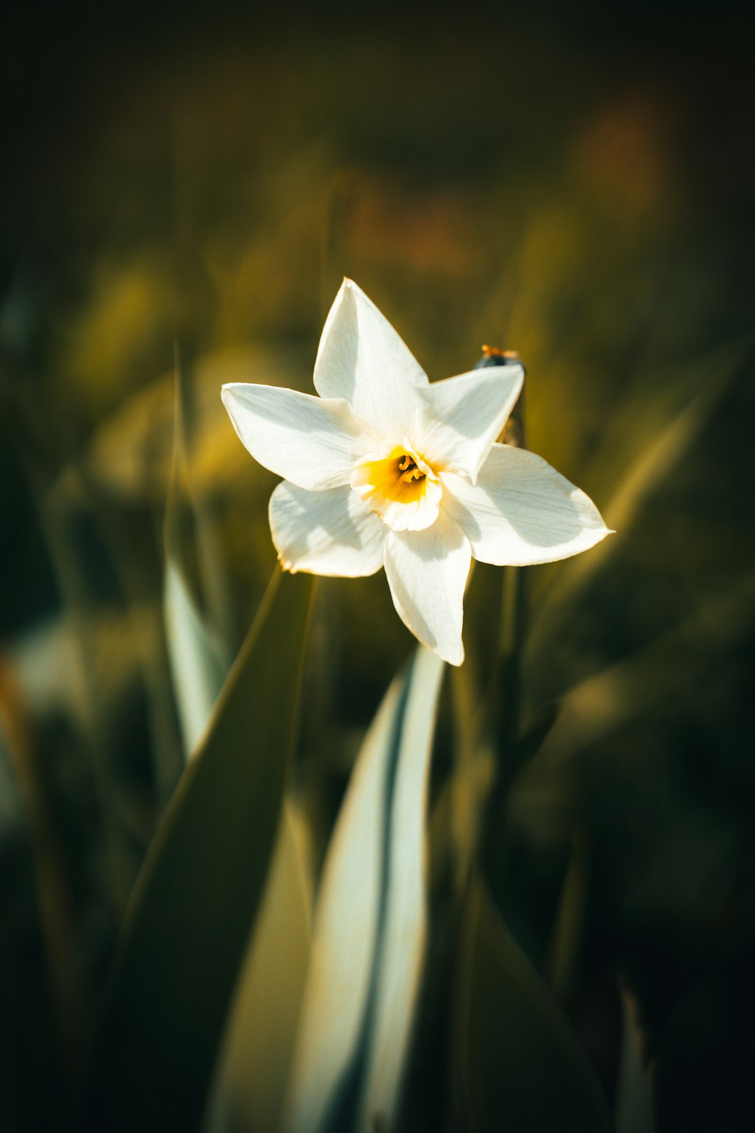 white and yellow flower in close up photography