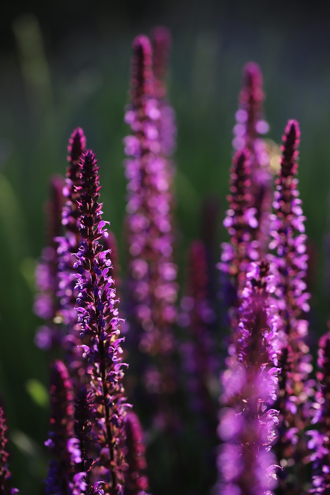 purple flower buds in tilt shift lens