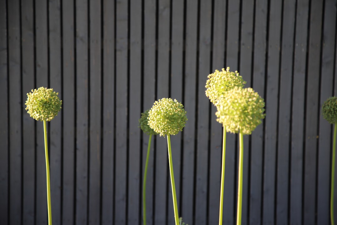 green and white flower on black wooden fence