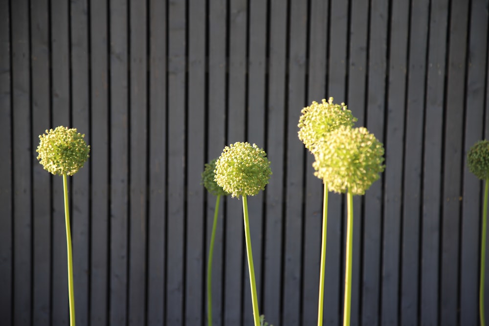 green and white flower on black wooden fence