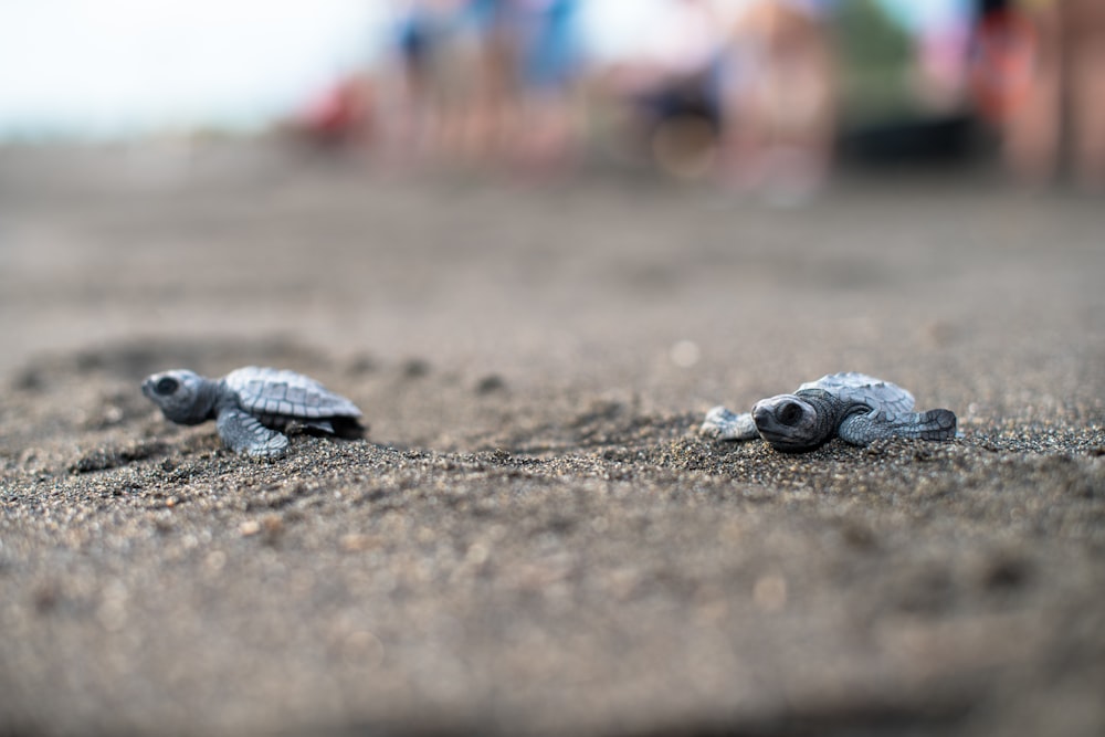 gray and black turtle on brown sand during daytime