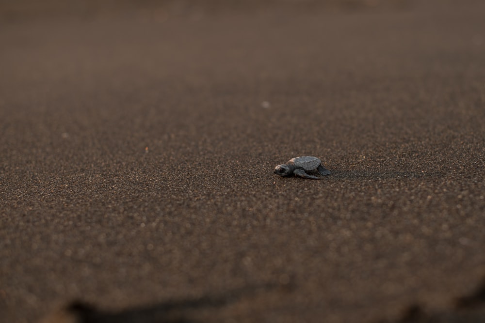 gray and white sea shells on brown sand