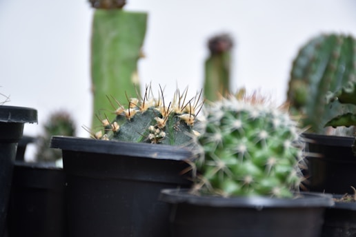 Gymnocalycium Miha kaktus Gymno