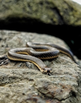 A snake lies on a textured rock surface. The snake is coiled with its head slightly raised, and its scales exhibit a pattern of brown and beige hues.