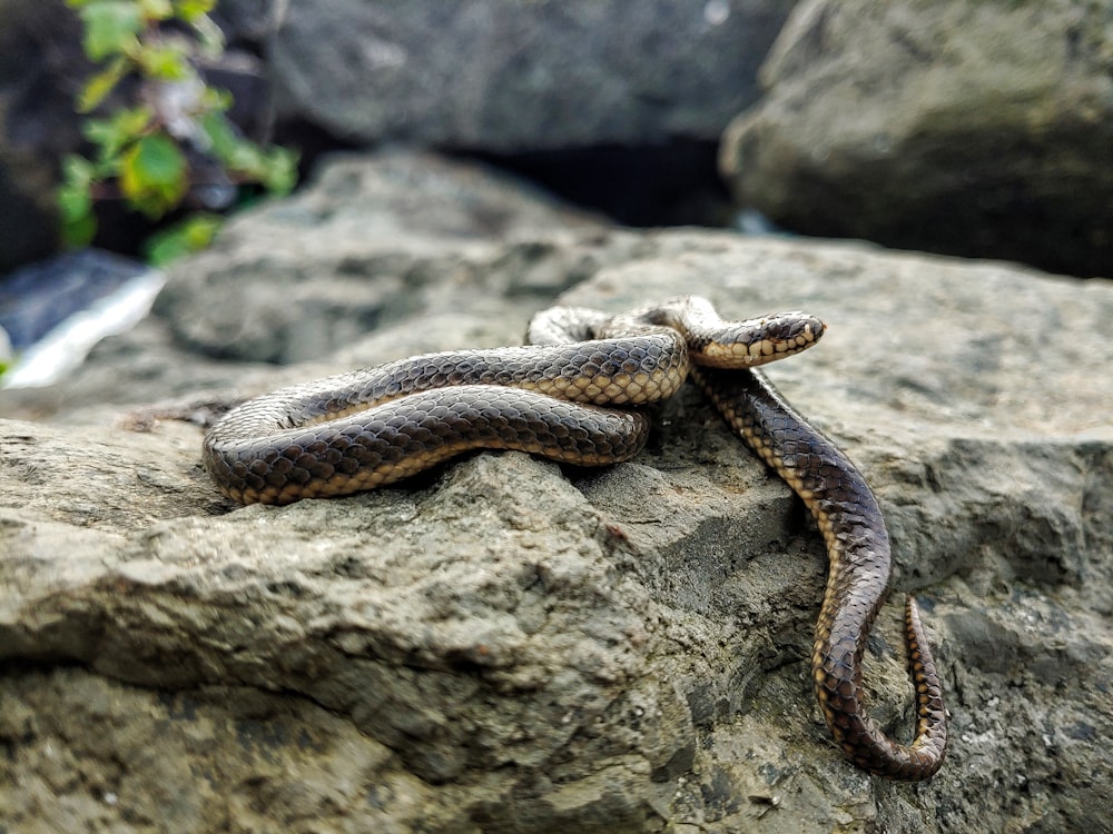 black and brown snake on gray rock