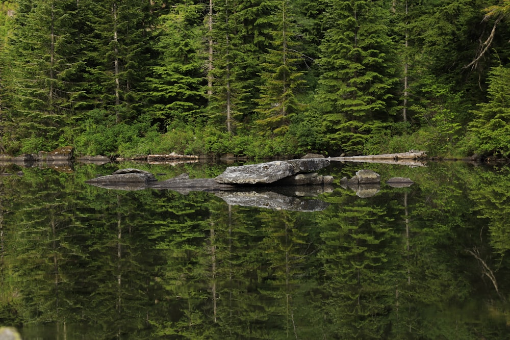 green trees beside river during daytime