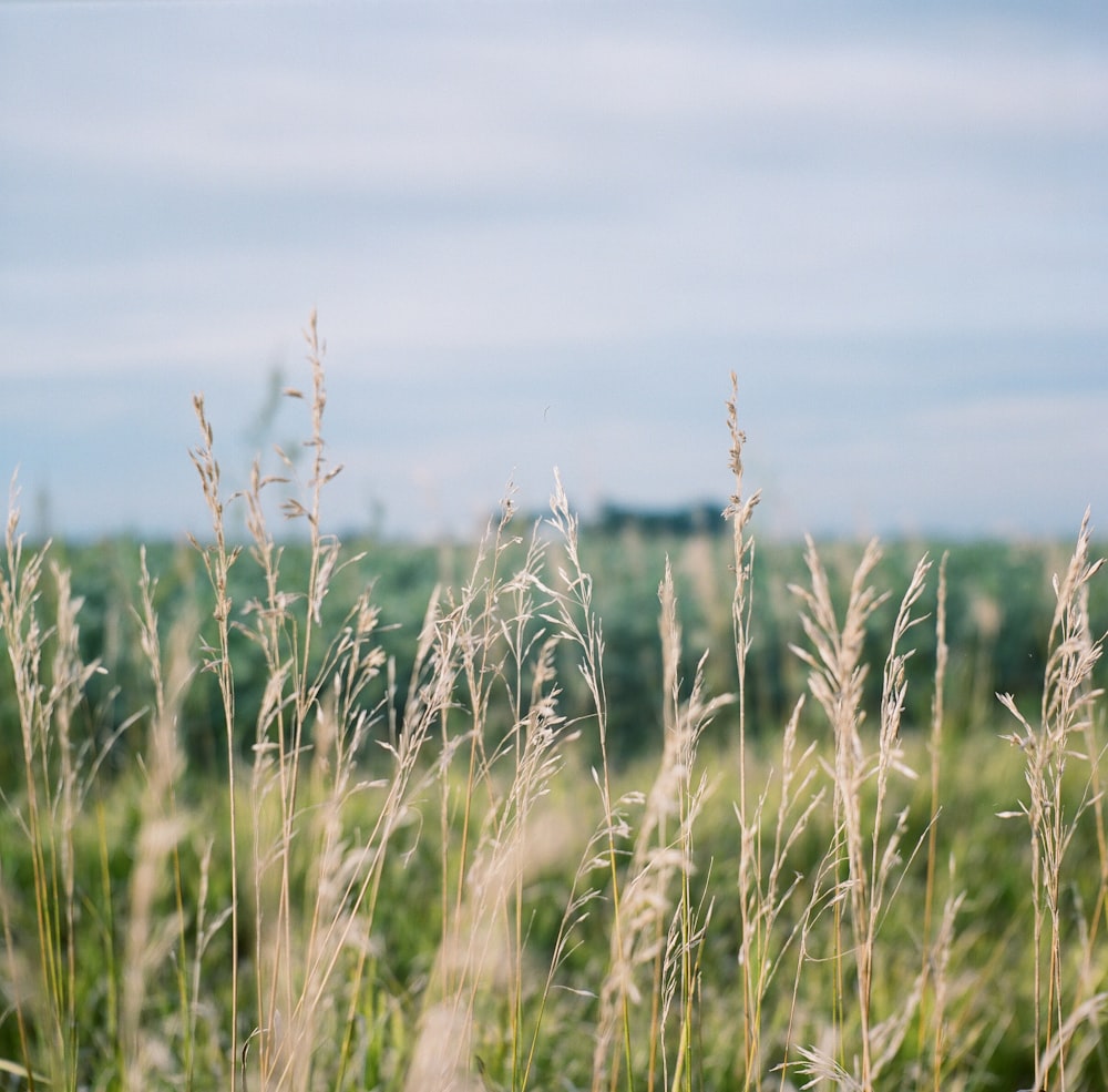 green grass field during daytime