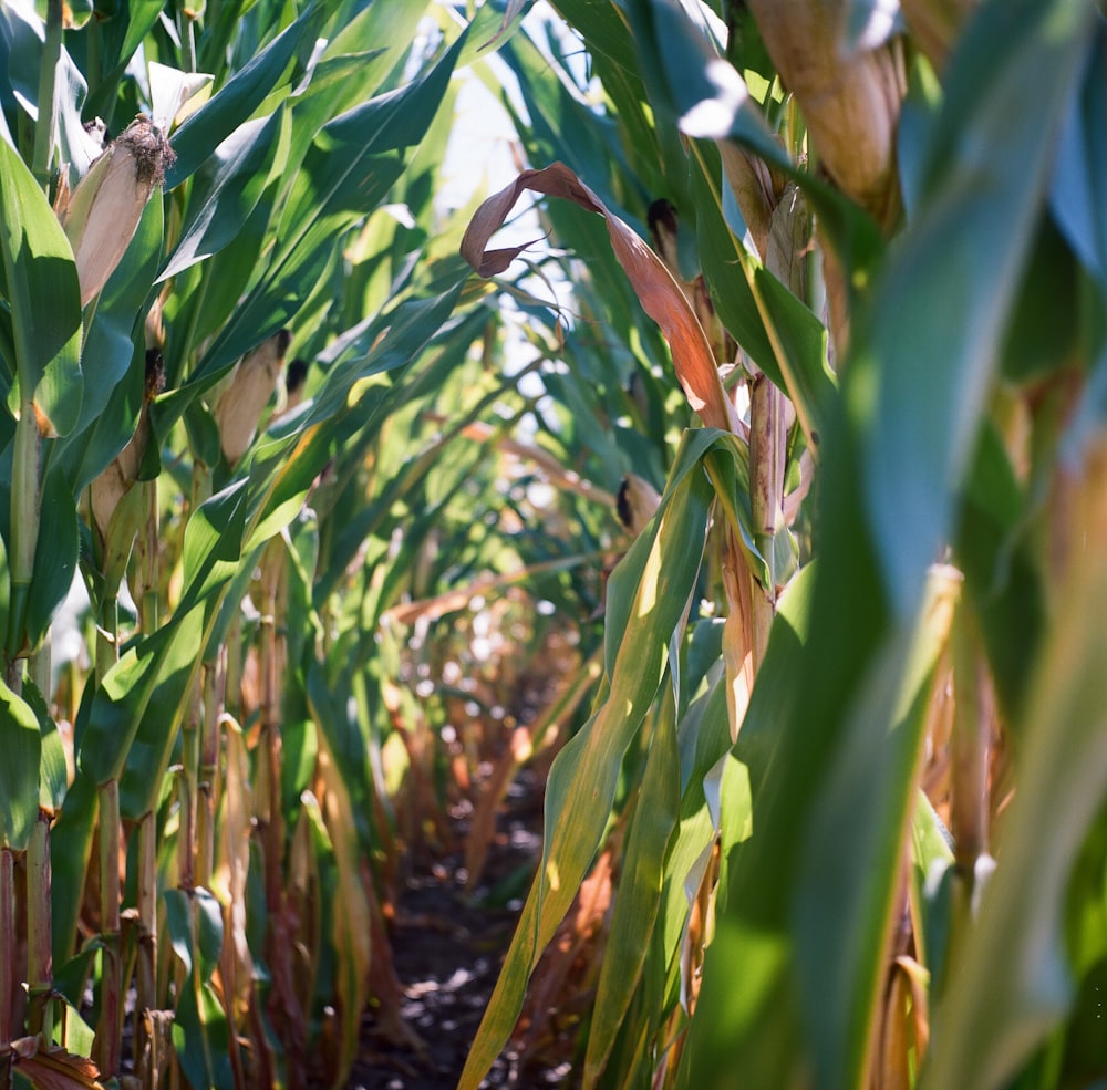 green and yellow corn plant