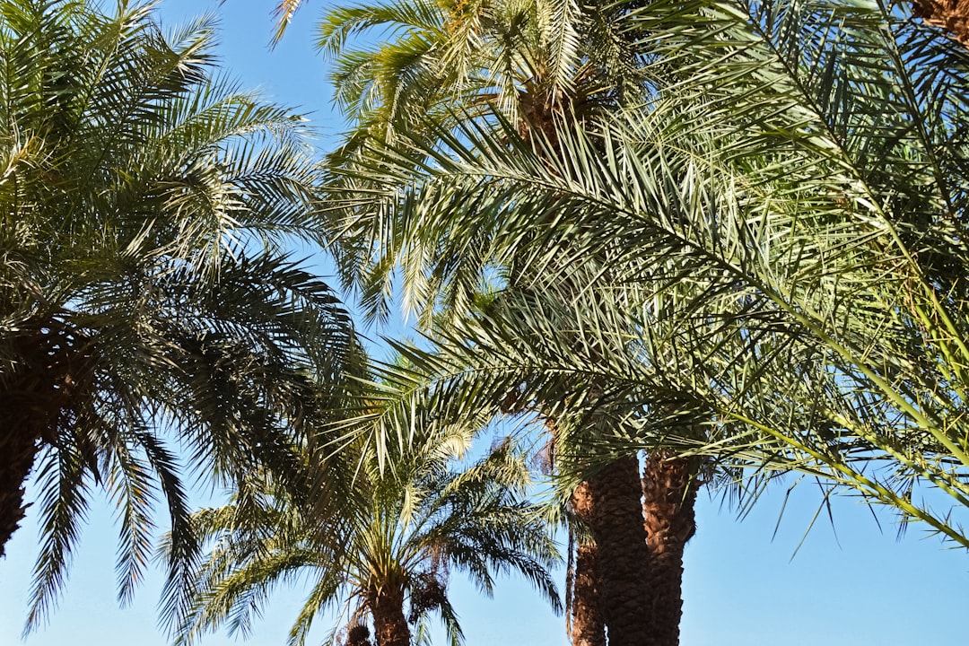 green palm tree under blue sky during daytime