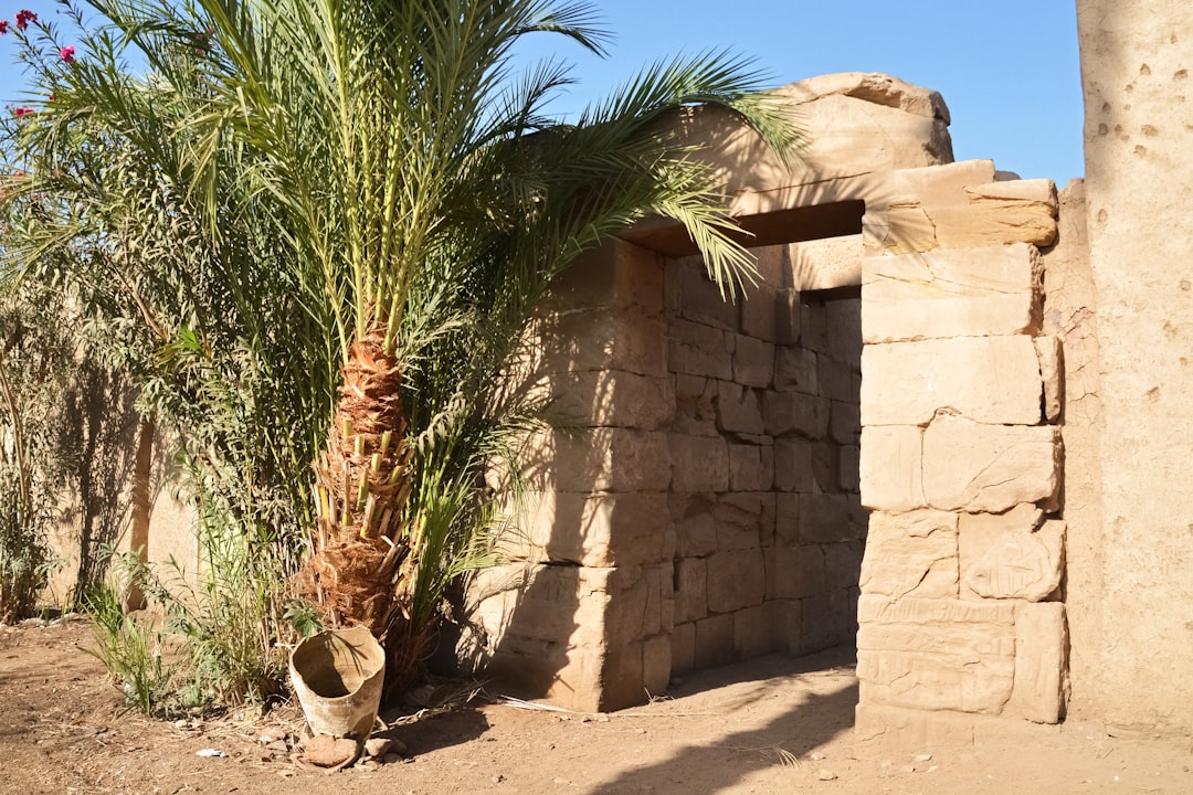 green palm tree near brown concrete building during daytime