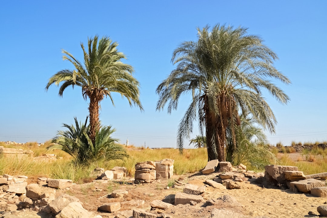 green palm trees on brown rocky field under blue sky during daytime