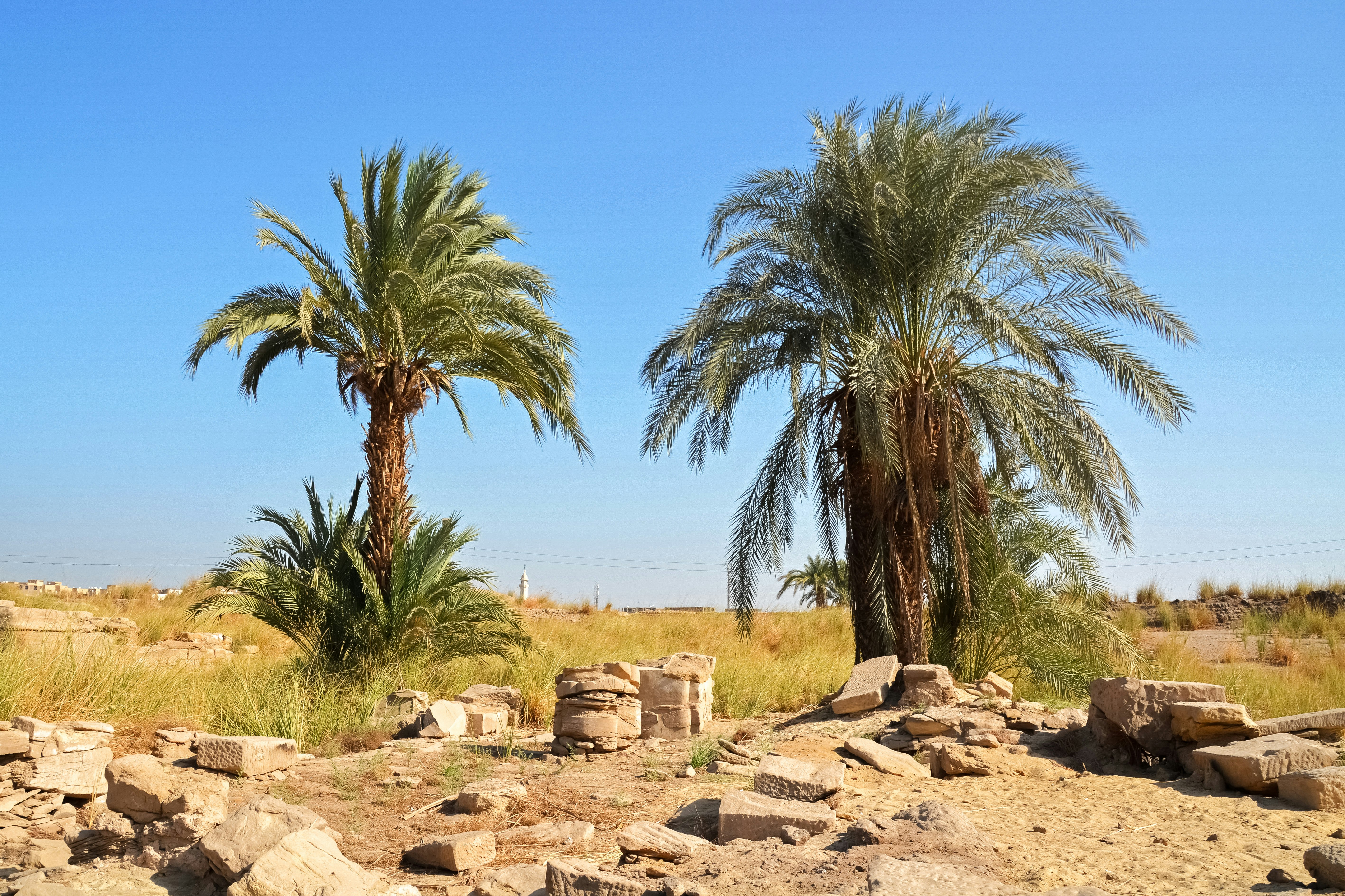 green palm trees on brown rocky field under blue sky during daytime
