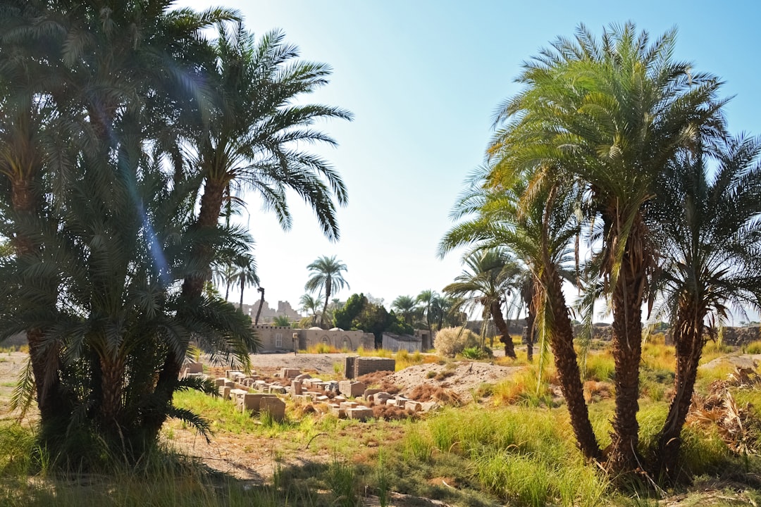 green palm trees near brown concrete building during daytime