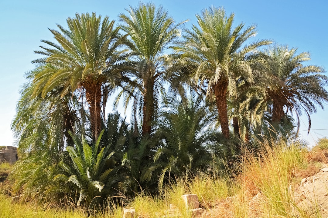 green palm trees under blue sky during daytime