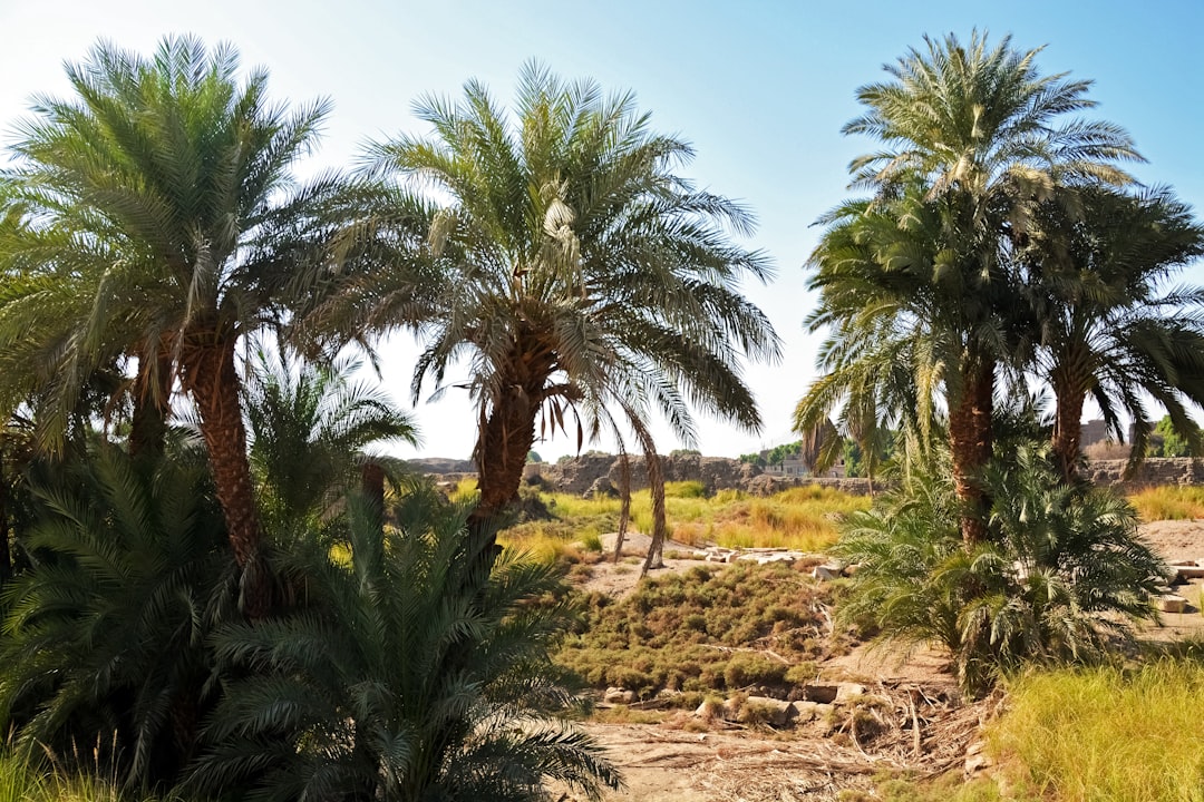 green palm trees on brown field under blue sky during daytime