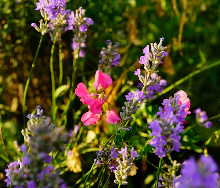 A vibrant cluster of native wildflowers blooming in a sunny Boulder neighborhood garden.