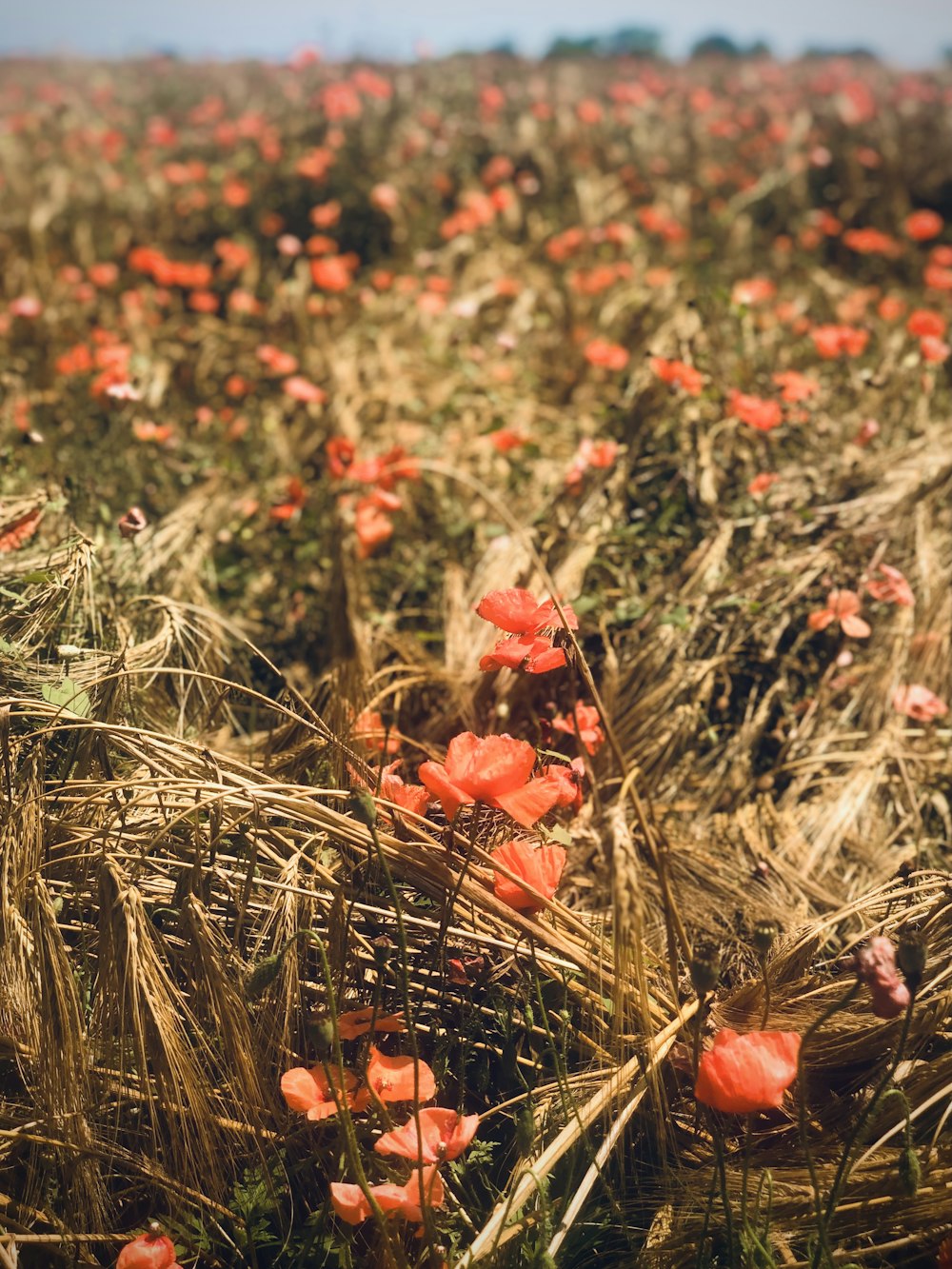 red flowers on brown grass