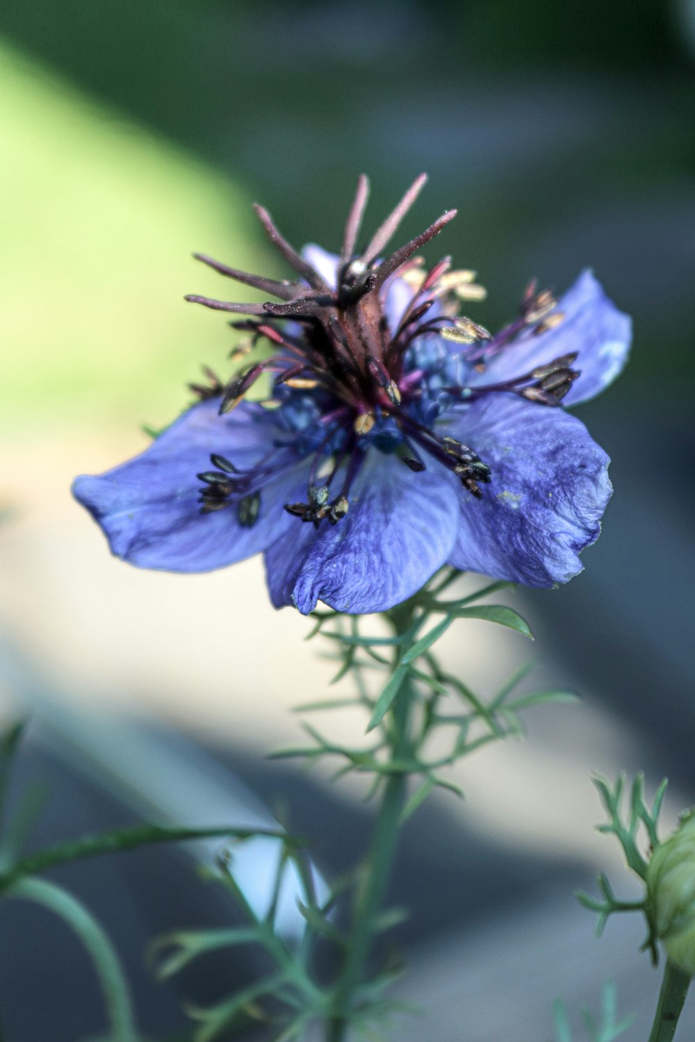 blue flower in tilt shift lens