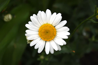 white daisy in bloom during daytime, used in modern medicine called Chamomile or Mu Ju