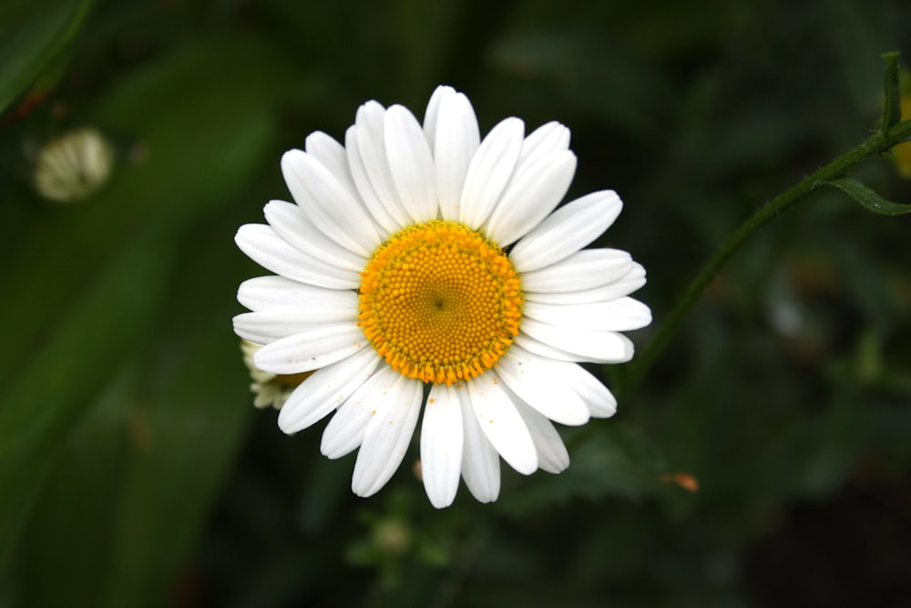 white daisy in bloom during daytime