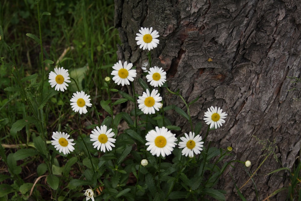white daisies on brown tree trunk