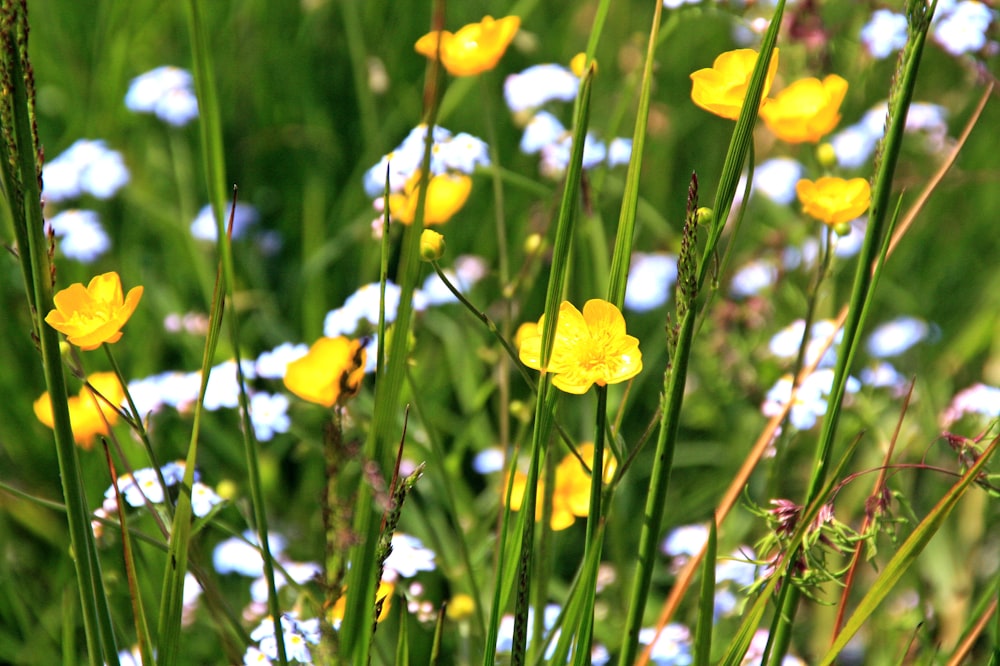 yellow daffodils in bloom during daytime